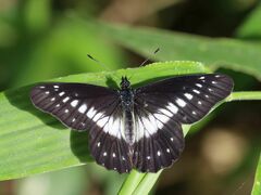 Catasticta flisa flisa