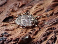 Oncocoris geniculatus