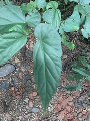 Begonia longifolia