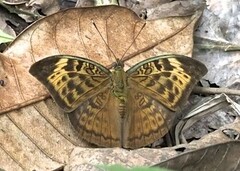Euriphene