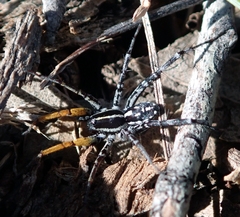 Nyssus coloripes
