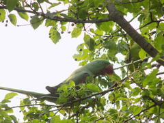 Psittacula eupatria