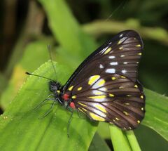 Catasticta flisa flisa