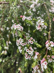 Thryptomene calycina