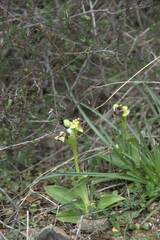 Ophrys bombyliflora