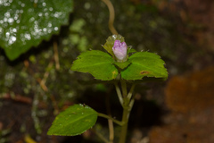Sarcopyramis napalensis delicata