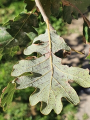 Quercus pubescens pubescens