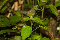 Sarcopyramis napalensis delicata