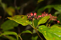 Viburnum urceolatum
