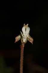 Anoectochilus koshunensis