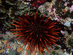 Heliocidaris tuberculata