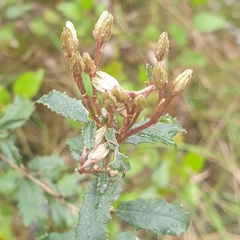 Olearia erubescens