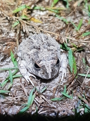 Platyplectrum ornatum