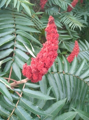 Rhus typhina