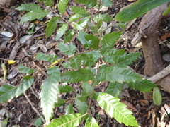 Alectryon excelsus excelsus