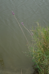 Lythrum virgatum