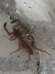 Gluvia dorsalis