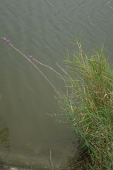 Lythrum virgatum