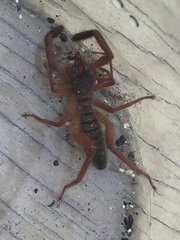 Gluvia dorsalis