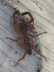 Gluvia dorsalis