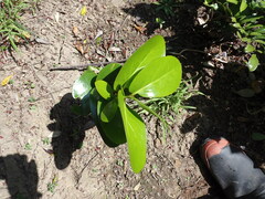 Griselinia lucida