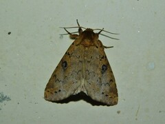 Alenophalera
