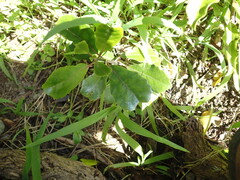 Hedycarya arborea