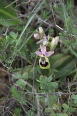 Ophrys tenthredinifera
