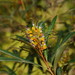 Grevillea venusta - Photo (c) Reiner Richter, alguns direitos reservados (CC BY-NC-SA), uploaded by Reiner Richter