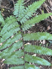 Athyriaceae
