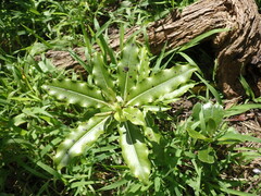 Pittosporum eugenioides