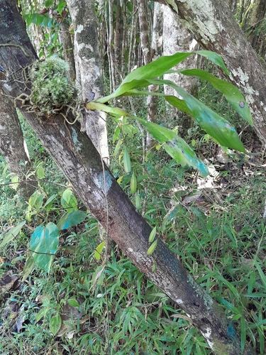 Aeranthes caudata Rolfe