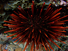 Heliocidaris tuberculata