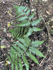 Athyriaceae