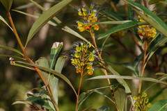 Grevillea venusta