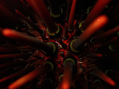 Heliocidaris tuberculata