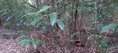 Alpinia