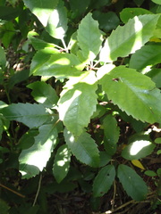 Pseudopanax arboreus