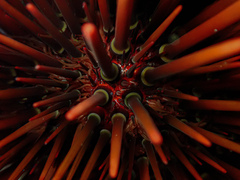 Heliocidaris tuberculata