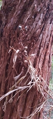 Alpinia