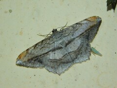 Chiasmia fulvisparsa