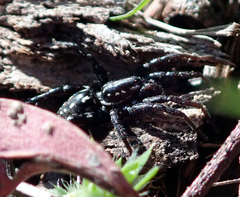 Nyssus albopunctatus