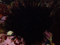 Centrostephanus rodgersii