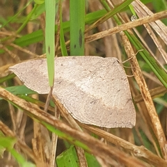 Taxeotis perlinearia