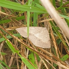 Taxeotis perlinearia