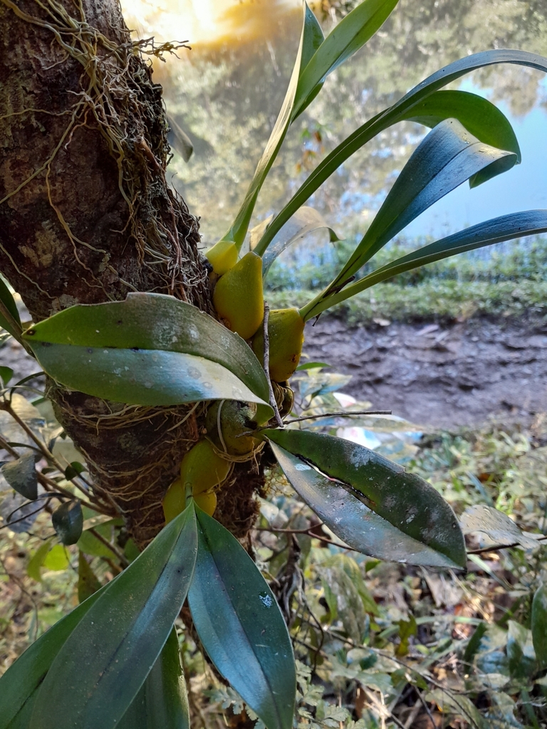 Bulbophyllum sulfureum Schltr.