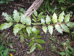 Alectryon excelsus excelsus