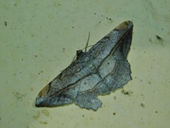 Chiasmia fulvisparsa