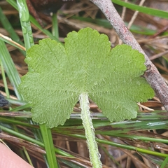 Hydrocotyle hirta
