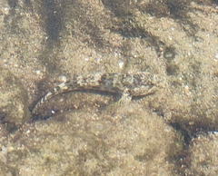 Gobius cobitis